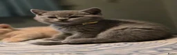 British Shorthair cats for sale: Beautiful British Shorthair kittens  - Advert 22