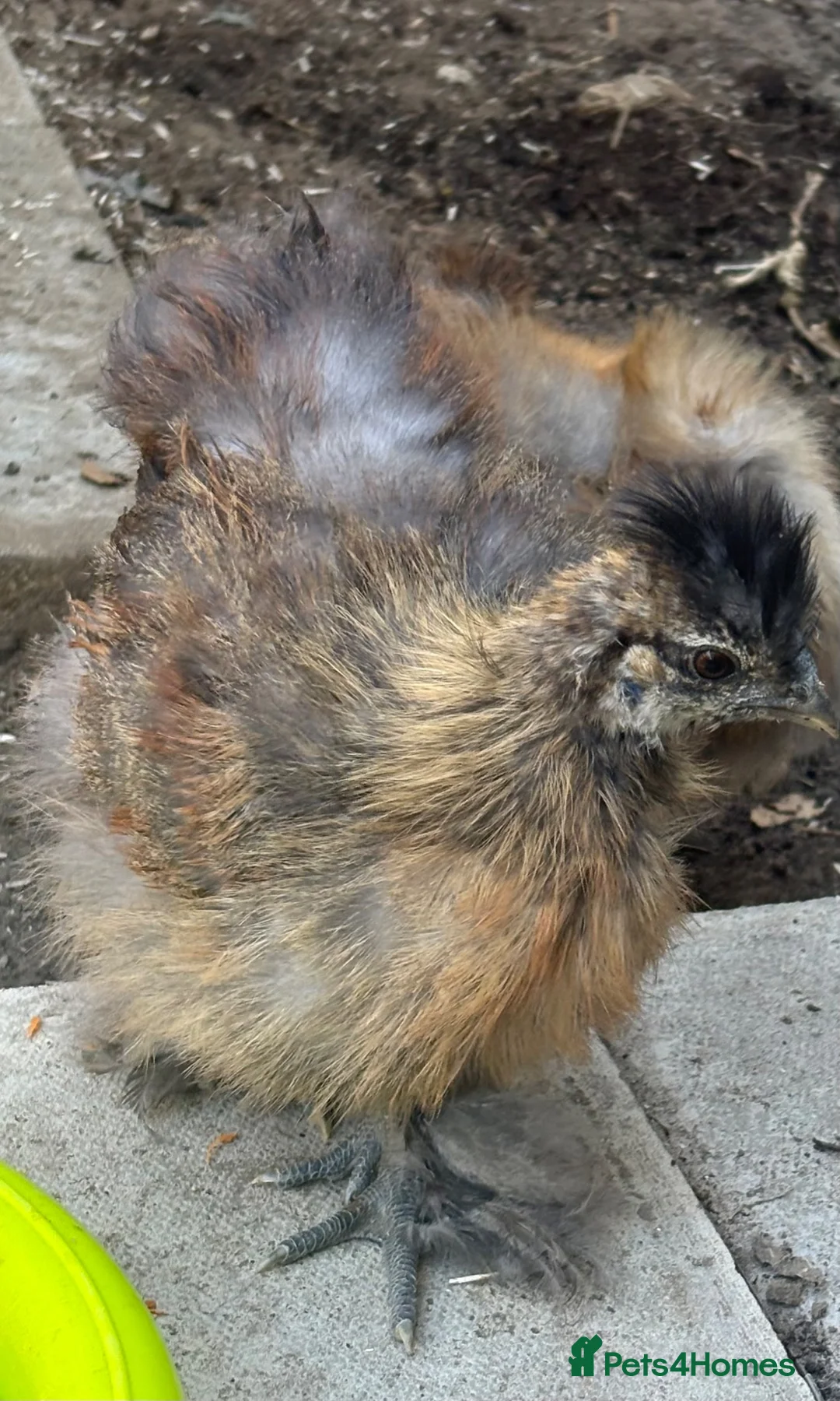 Chickens poultry for sale: Silkie chicks for rehoming in St Albans - Advert 5