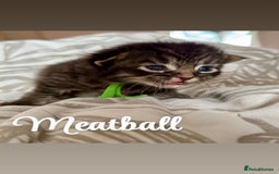 Siberian cats for sale: Siberian x kittens  - Image 1