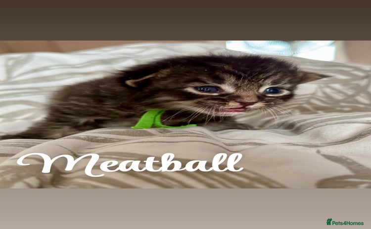 Siberian cats - Advert 1