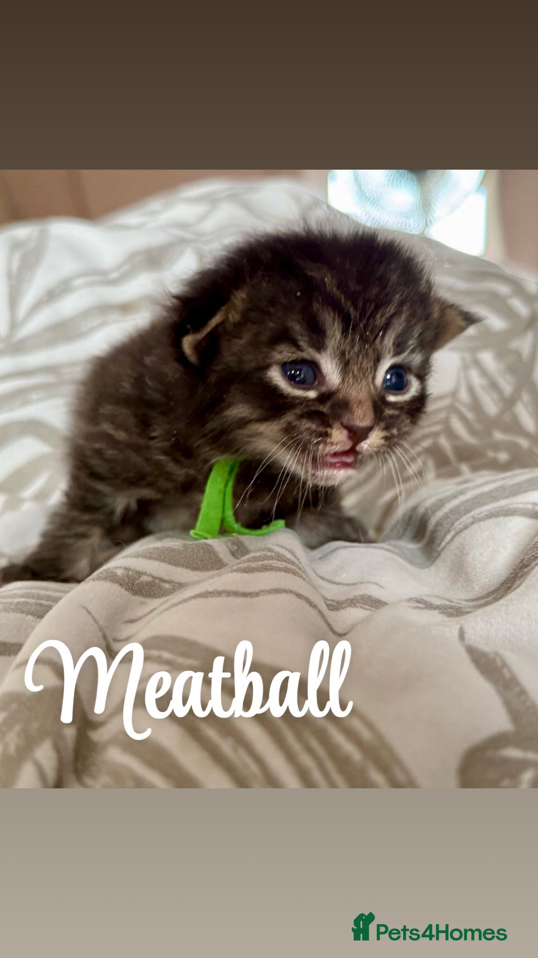 Siberian cats for sale: Siberian x kittens  - Image 1