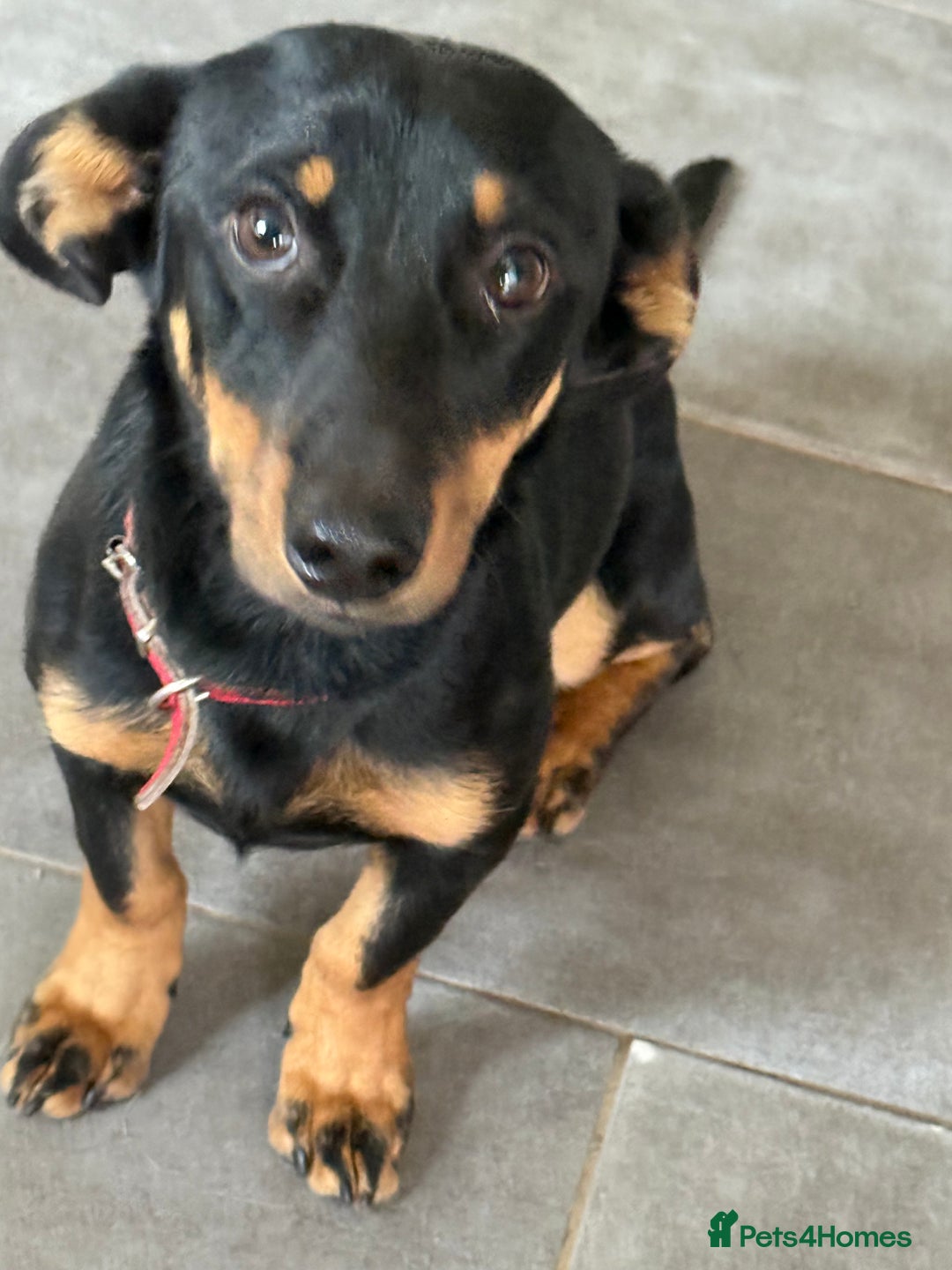 Dachshund dogs for adoption: Rocky needs Love  - Advert 3