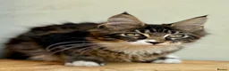 Maine Coon cats for sale: Beautiful Maine Coon kittens - Advert 17