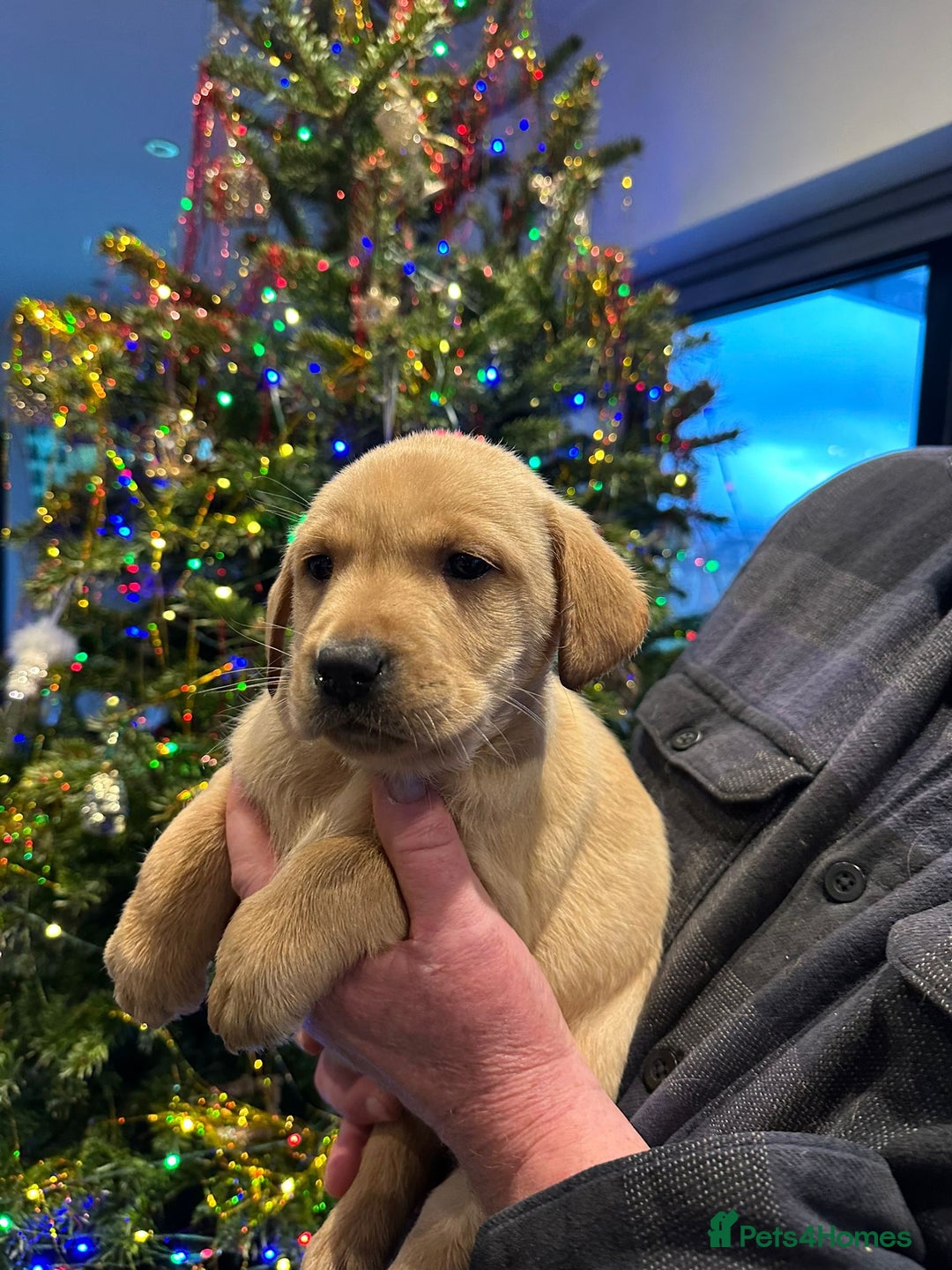 Labrador Retriever dogs for sale: 7 week old fantastic labrador pups  - Advert 12