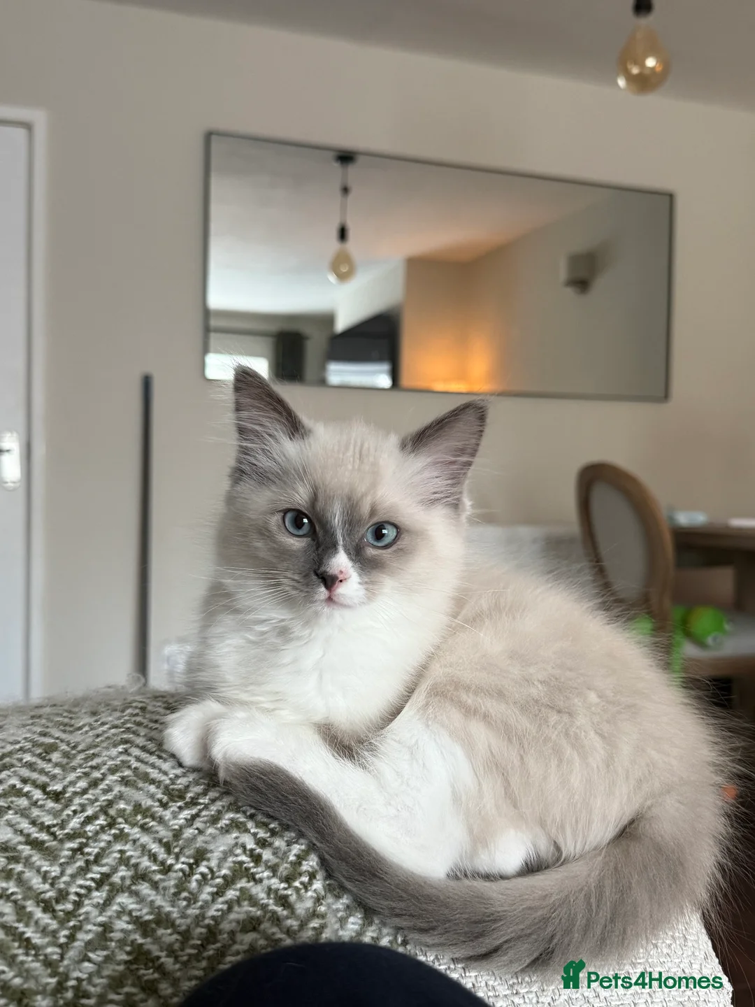 Ragdoll cats for sale: European Purebred Female Ragdoll 🩷 - Advert 39