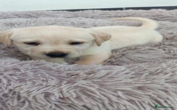 Labrador Retriever dogs for sale: Labrador puppies  - Image 10