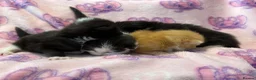 Mixed Breed cats for sale: Frankie’s Kittens Ready 20th August - Advert 32