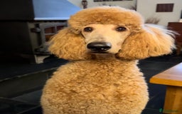 Labradoodle dogs for sale: Outstanding labradoodles from excellent pedigree  - Image 18
