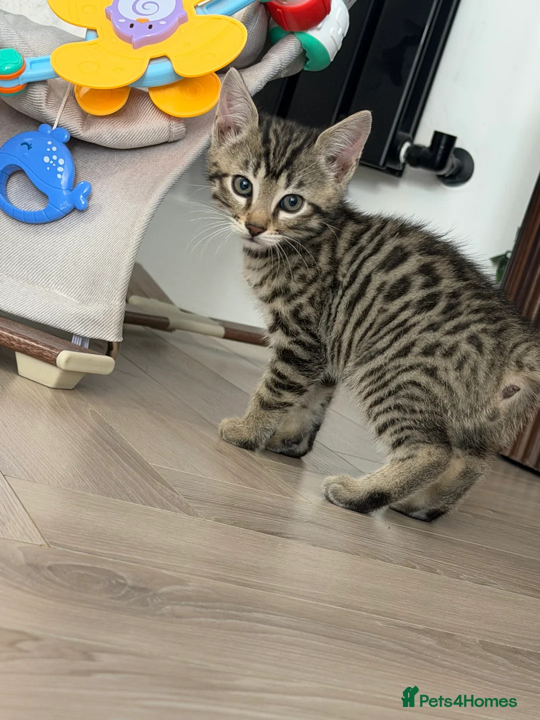 Bengal cats for sale: Beautiful x bengals ready to be rehomed - Advert 1