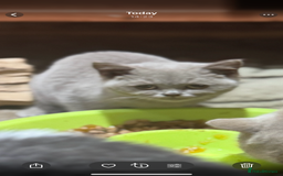 British Shorthair cats for sale: Pedigree Fawn BSH kitten female stunning  - Image 2