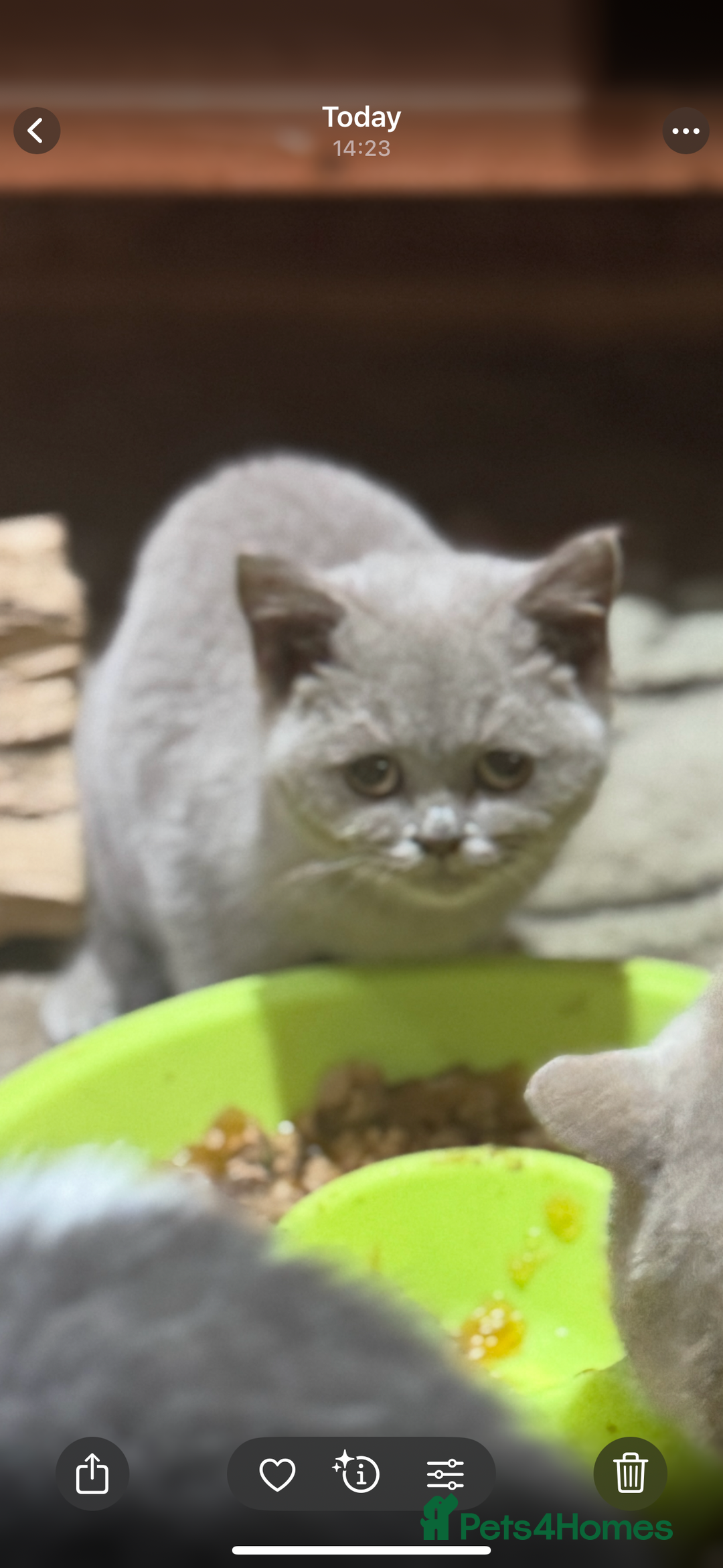 British Shorthair cats for sale: Pedigree Fawn BSH kitten female stunning  - Image 2