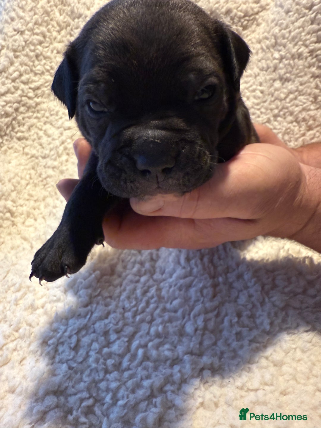 Mixed Breed dogs for sale: Beautiful chunky staffy/pocket bully pups - Advert 3
