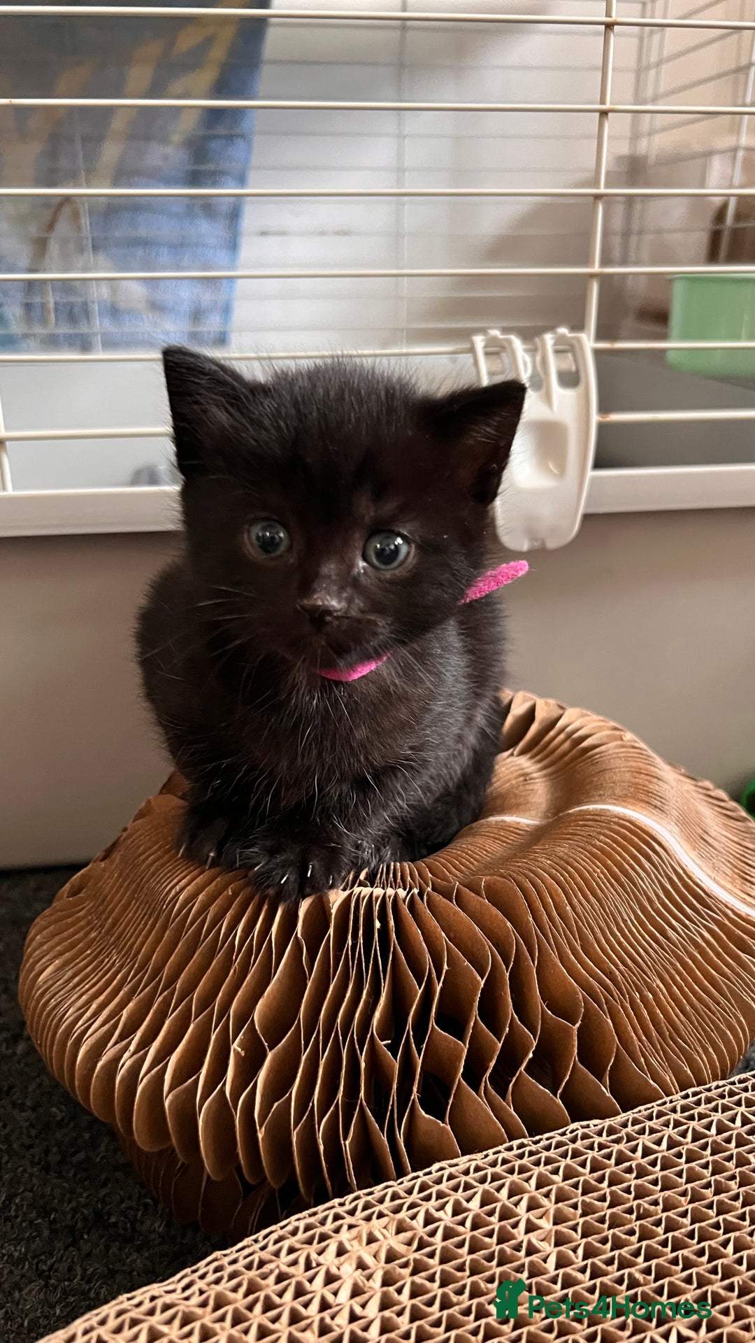 Mixed Breed cats for sale: adorable tuxedo kittens - Advert 9