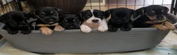 Mixed Breed dogs for sale: Patterdales (cocker/patterdale)  - Advert 2