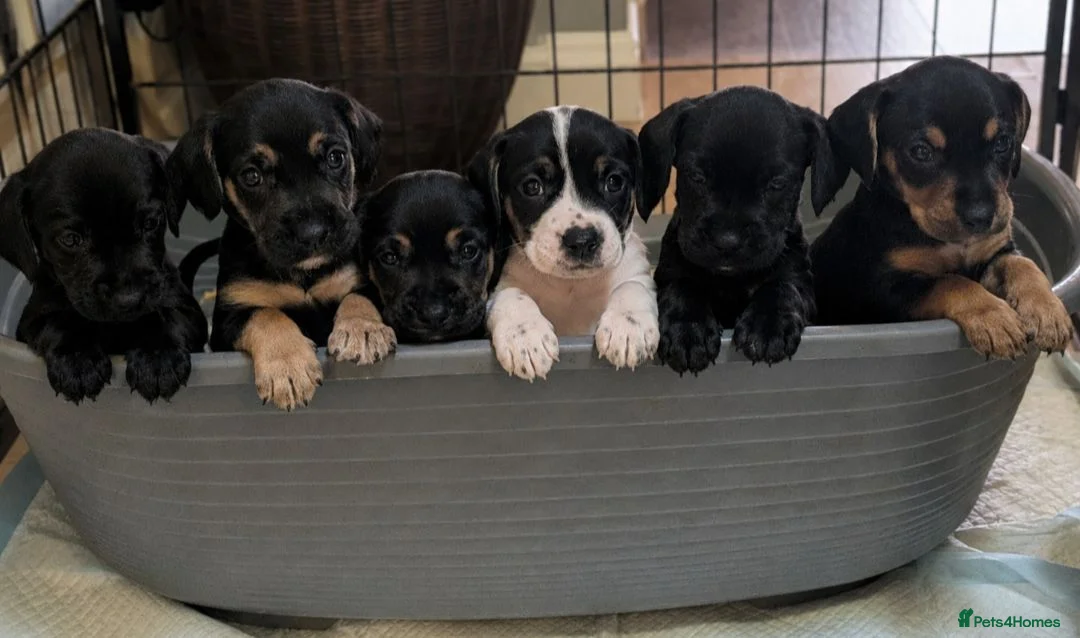Mixed Breed dogs for sale: Patterdales (cocker/patterdale)  - Advert 2