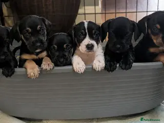 Mixed Breed dogs Cockerdales(cocker/patterdale) READY NOW 2 GIRLS - Advert 2