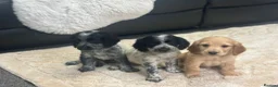 Cocker Spaniel dogs for sale: Cocker spaniel puppies  in Wigan - Advert 2