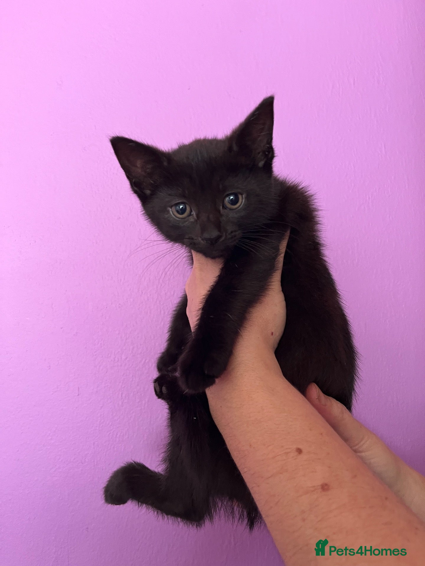 Mixed Breed cats 2 gorgeous kittens  - Advert 7
