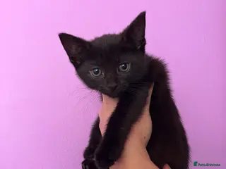 Mixed Breed cats 2 gorgeous kittens - Advert 7