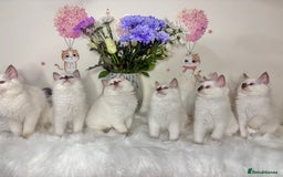 Ragdoll cats for sale: ⭐️TICA REG⭐️Pedigree Ragdoll Kittens DNA CLEAR ✅  - Image 7