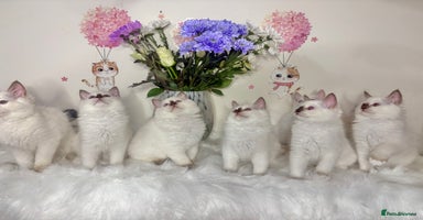 Ragdoll cats - Advert 4