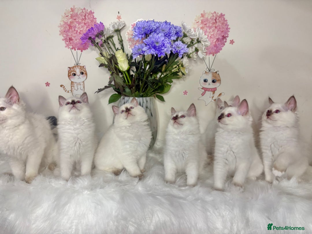 Ragdoll cats for sale: ⭐️TICA REG⭐️Pedigree Ragdoll Kittens DNA CLEAR ✅  - Image 7