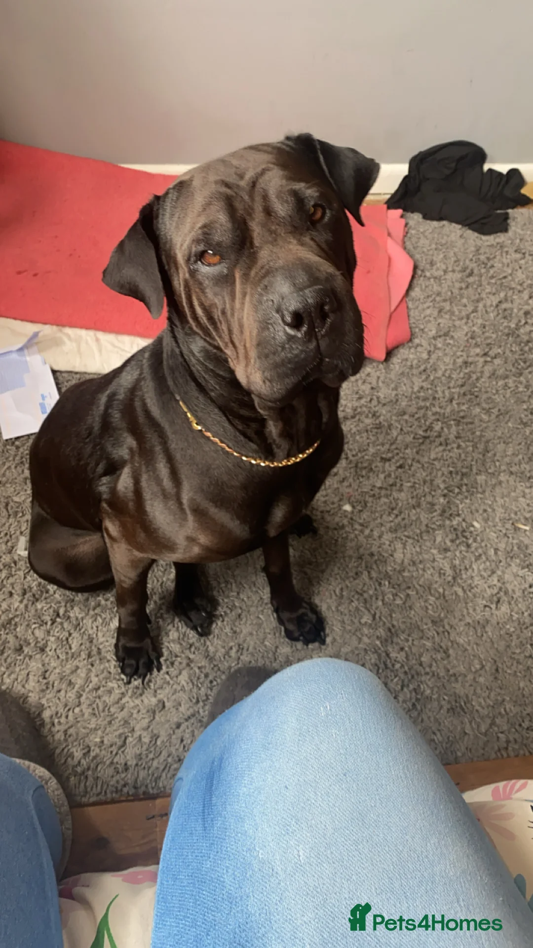 Mixed Breed dogs for sale: Staffy cross sharpei in Bath - Advert 1