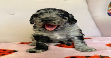 Labradoodle dogs in Harlow - Advert 14