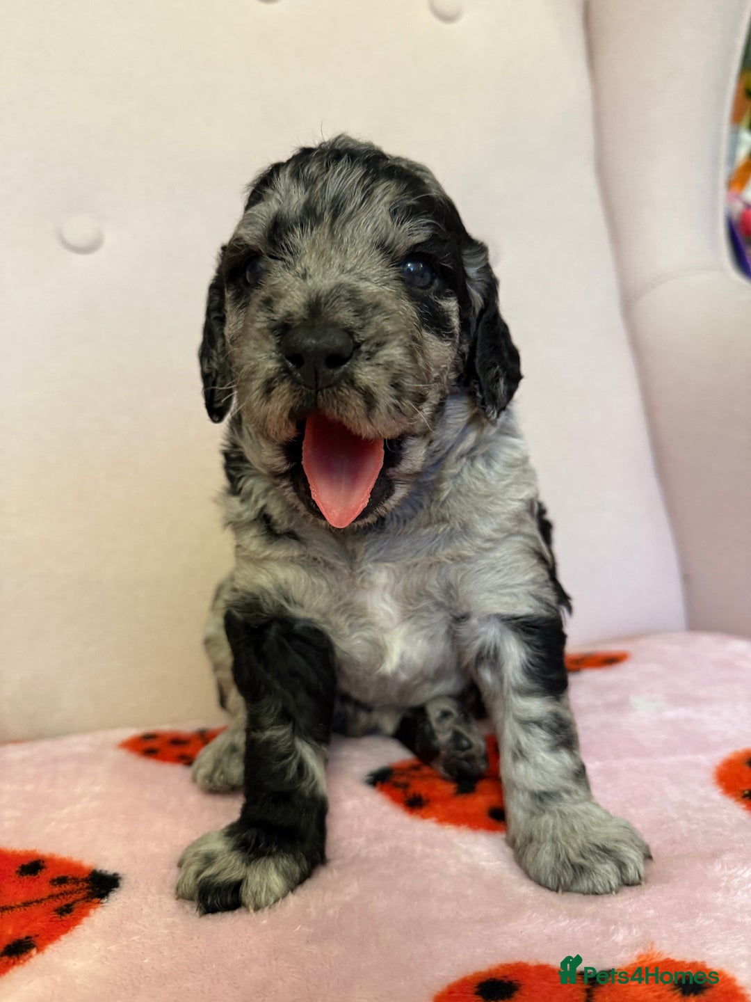 Labradoodle dogs for sale: 🌈POTENTIAL THERAPY/ASSISTANCE PUPS🌈LAST GIRL💜 in Harlow - Image 2