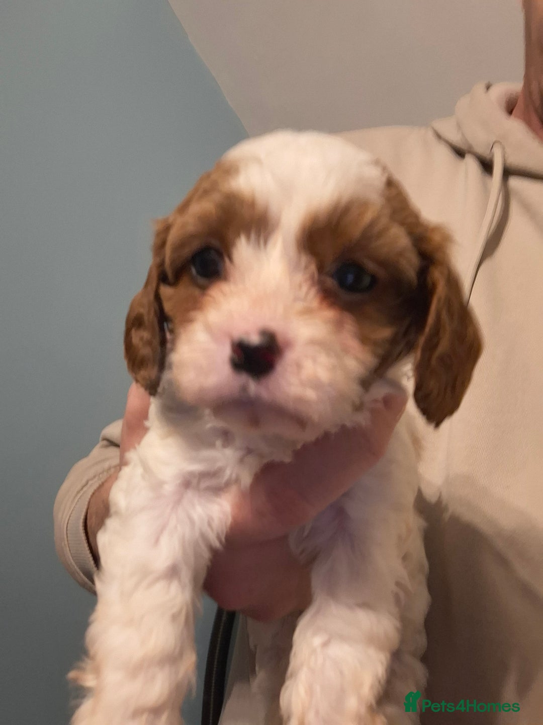 Cavapoo dogs for sale: Beautiful cavapoo F1b  - Advert 6