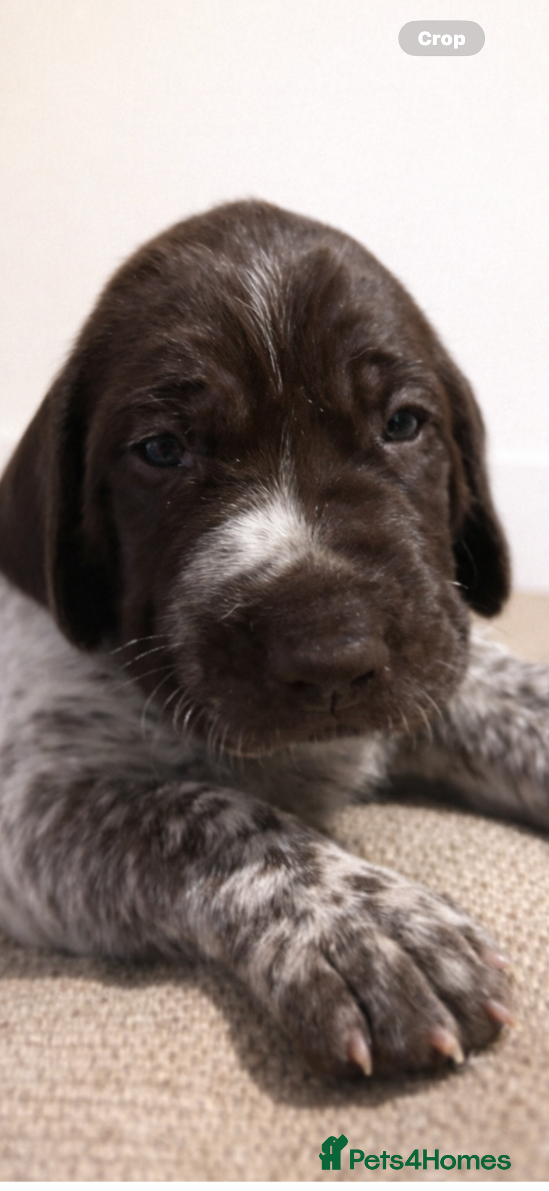 German Shorthaired Pointer dogs for sale: German shorthaired pointer - Advert 4