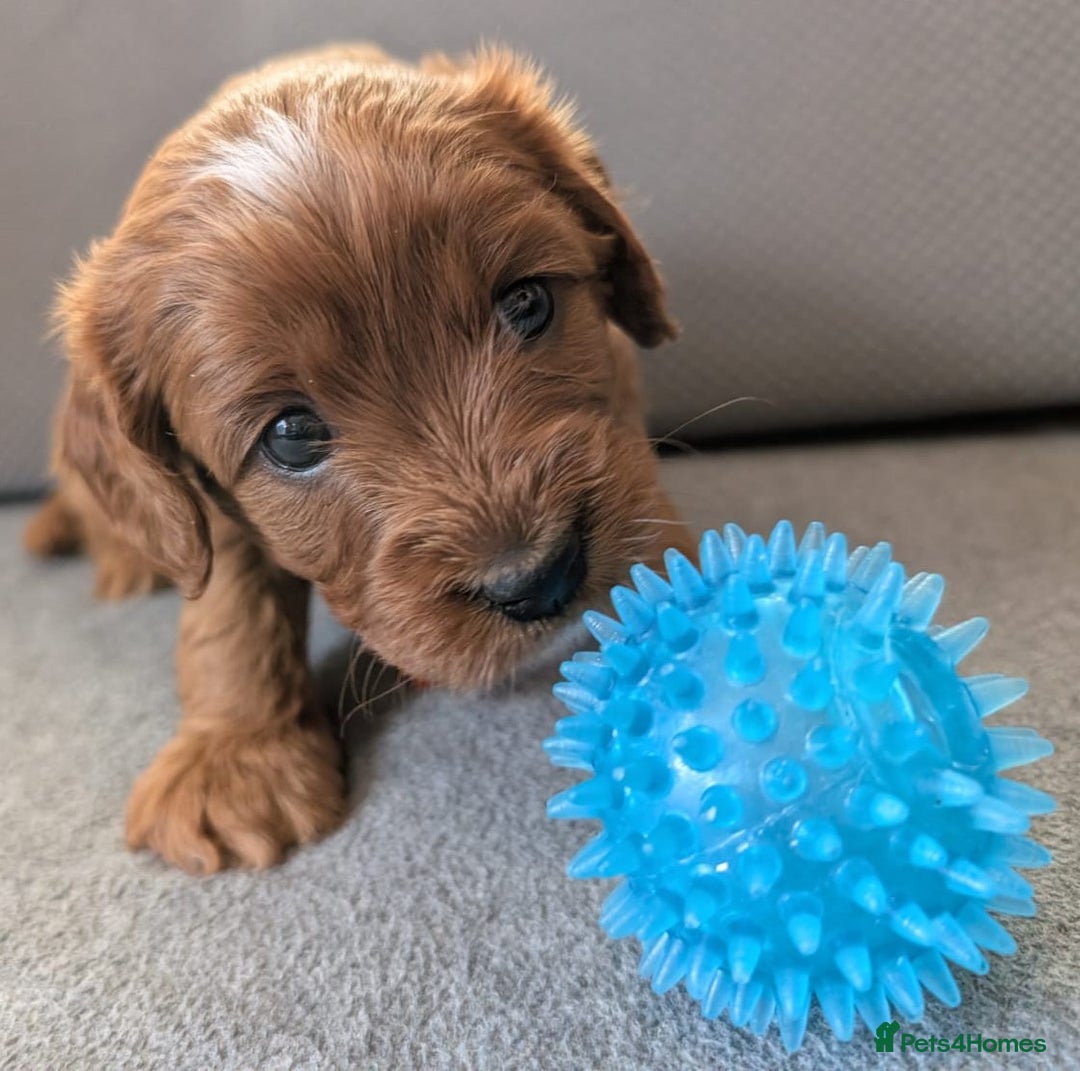 Cavapoo dogs for sale: F2 Cavapoo, Dog breeding license - Advert 10