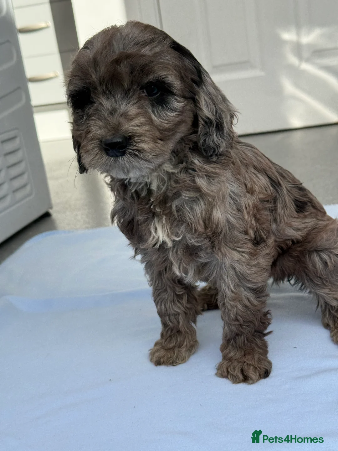 Cockapoo dogs for sale: BLUE MERLE F1 COCKAPOO - Advert 2