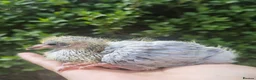 Pigeons birds for sale: Pigeons [Semi Hand-Raised] - Fancy & Racing Breeds - Advert 30