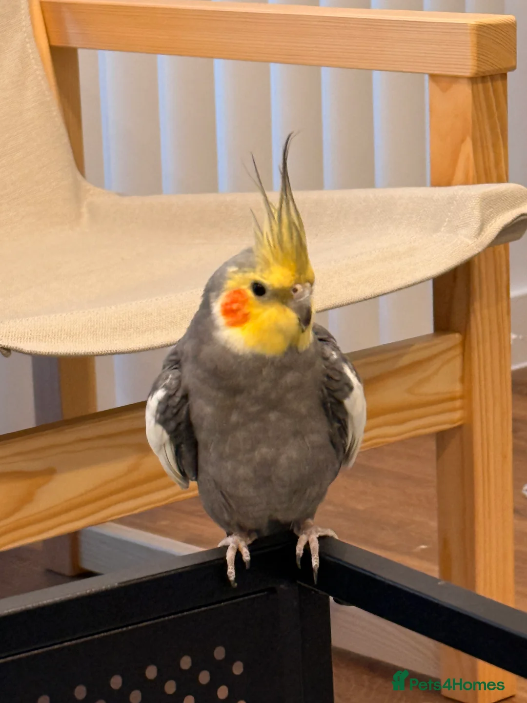 Cockatiels birds for sale: Cockatiel with cage and carrier bag for sale - Advert 1