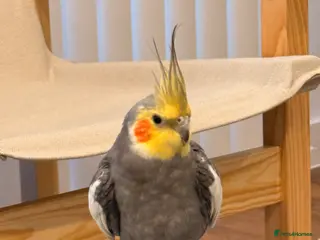 Cockatiels birds Cockatiel with cage and carrier bag for sale - Advert 1