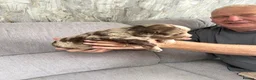 Sproodle dogs for sale: Quality f2b sproodles in Preston - Advert 10