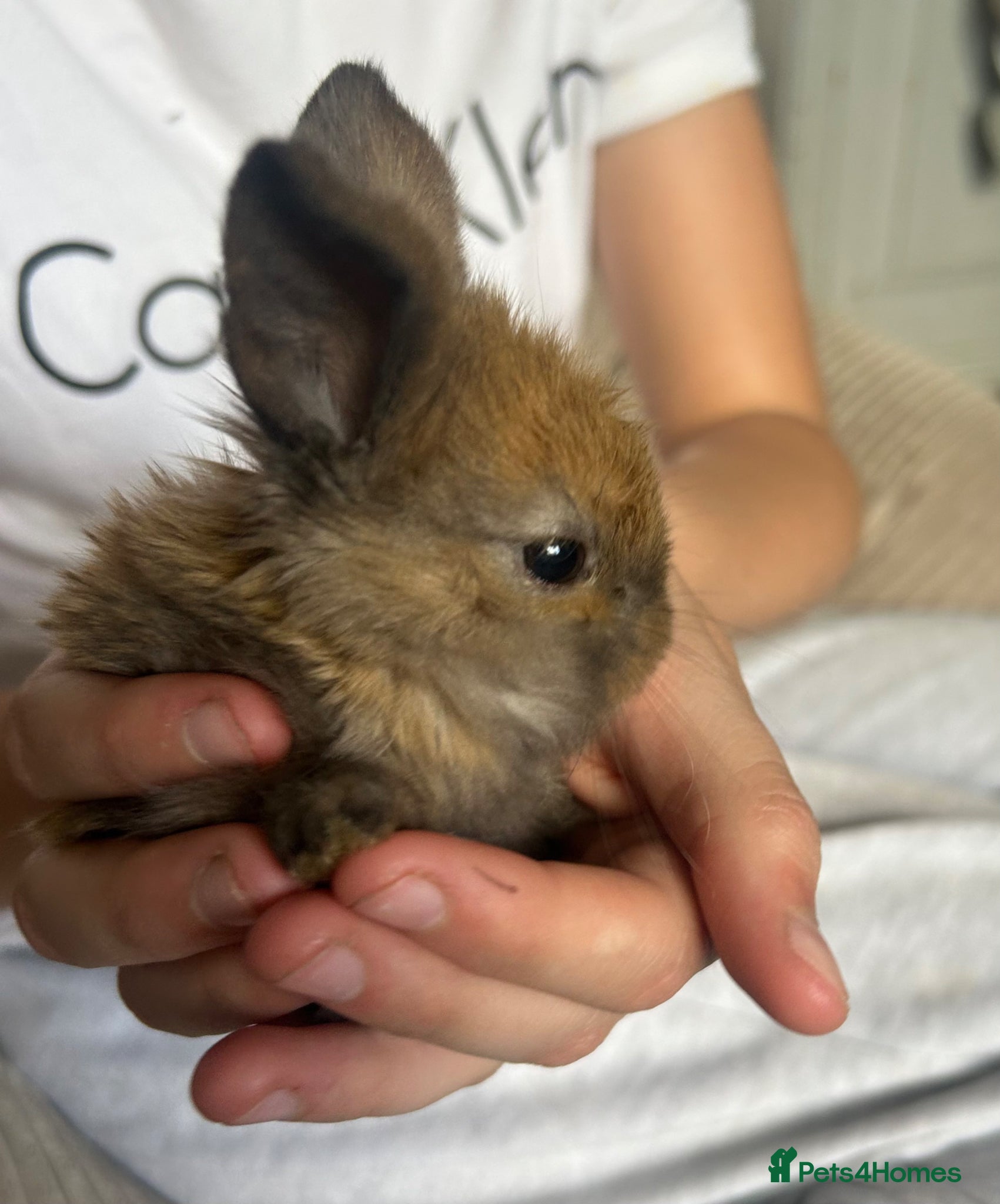Mini Lop rabbits Stunning pure mini lop &  mini rex X mini lops   - Advert 2
