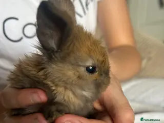 Mini Lop rabbits Stunning pure mini lop & mini rex X mini lops - Advert 2