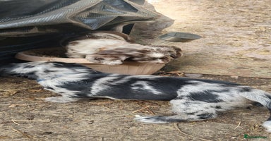 Sprocker dogs - Advert 10