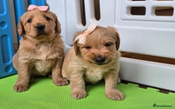 Labradoodle dogs for sale: F1 MINI LABRADOOLES - Image 11