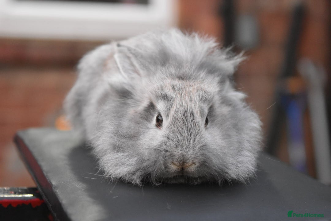 Mixed Breed rabbits for sale: Baby Lionheads Looking For Homes  - Image 10
