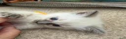 Ragdoll cats for sale: 2 ragdoll boy Kittens - Advert 14