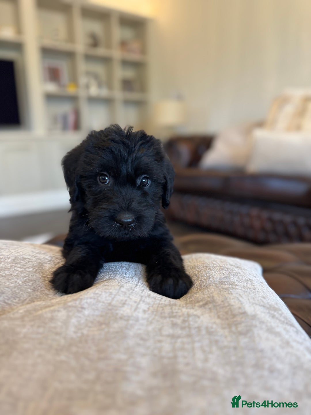 Mixed Breed dogs for sale: 🐾 🧸 *Ready Saturday* Beautiful Doodles 💕🐾 - Image 5
