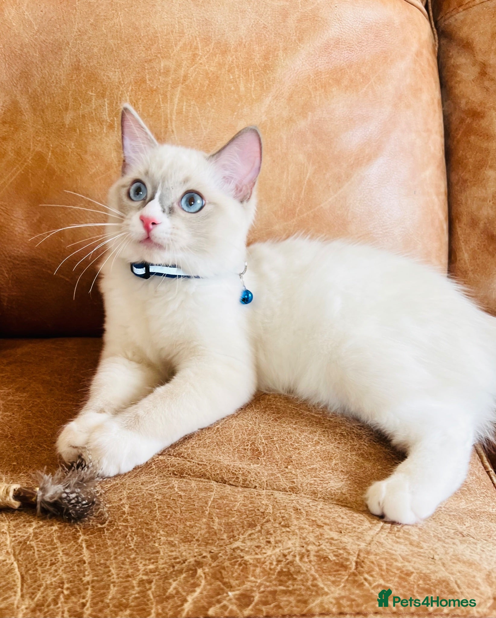 Ragdoll cats 🐈Pedigree Ragdoll Champion line 🏆 GCCF kitten - Advert 3