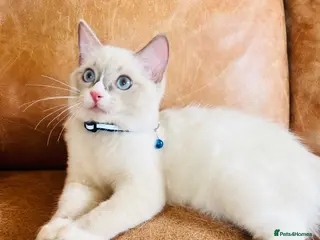 Ragdoll cats 🐈Pedigree Ragdoll Champion line 🏆 GCCF kitten - Advert 3