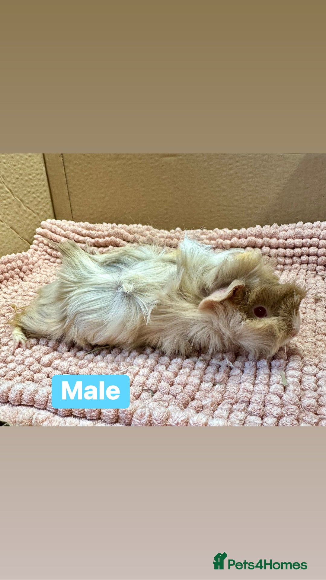 Guinea Pig rodents for sale: Young Guinea pigs  - Advert 20