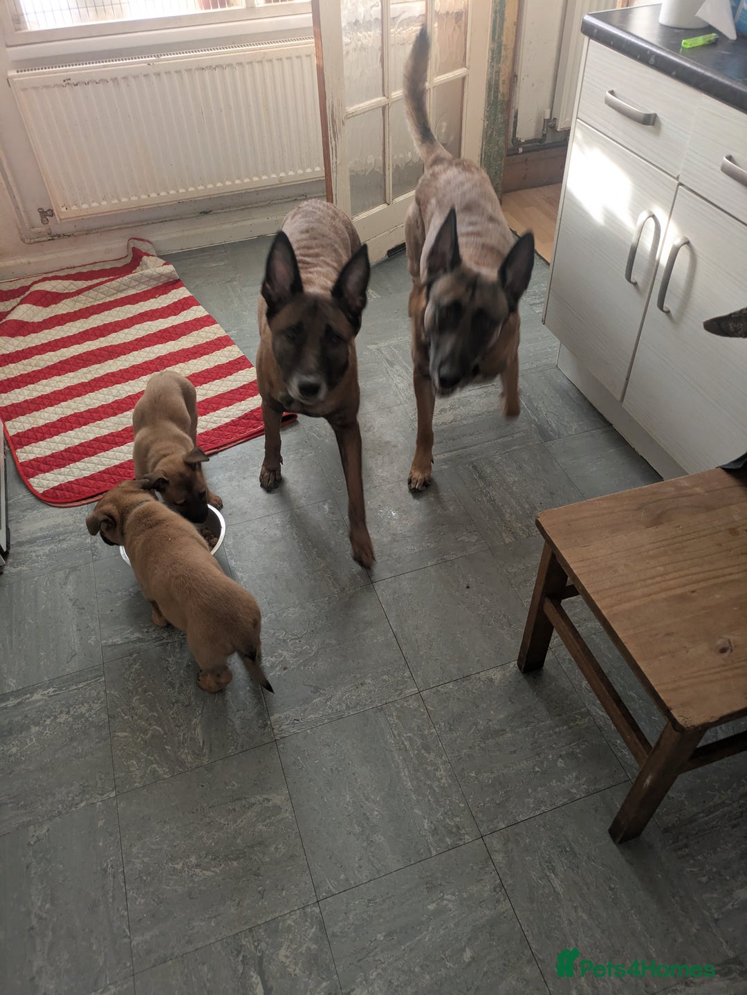 Belgian Shepherd Dog dogs for sale: Belgian Shepherd - Malinois  - Advert 4