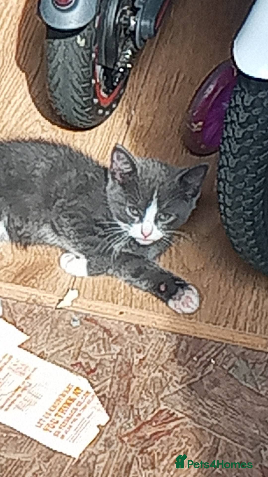 American Shorthair cats 2 kittens for sale - Advert 5