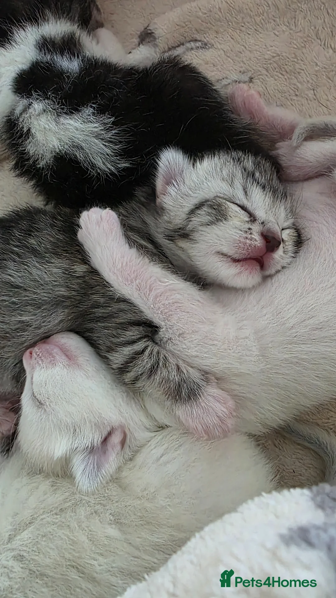 Egyptian Mau cats for sale: 1/4 Egyptian Mau kittens in Portland - Advert 2